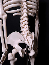 Модель Скелет человека 85 см - Новый - фото 6