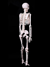 Модель Скелет человека 85 см - Новый - фото 3