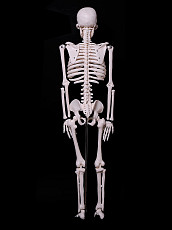 Модель Скелет человека 85 см - Новый - фото 4