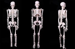 Модель Скелет человека 85 см - Новый