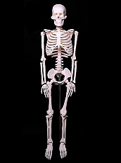 Модель Скелет человека 85 см - Новый - фото 5