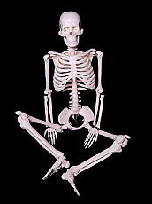 Модель Скелет человека 85 см - Новый - фото 7