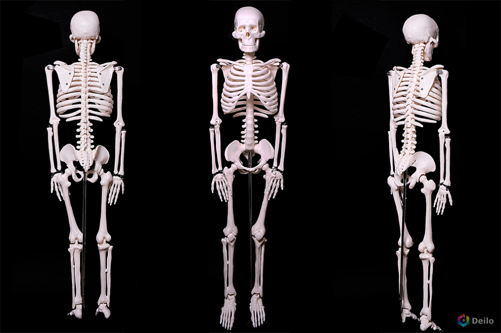 Модель Скелет человека 85 см - Новый