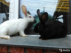 Кролики калифорния, шинлишшы, помесные - фото 5
