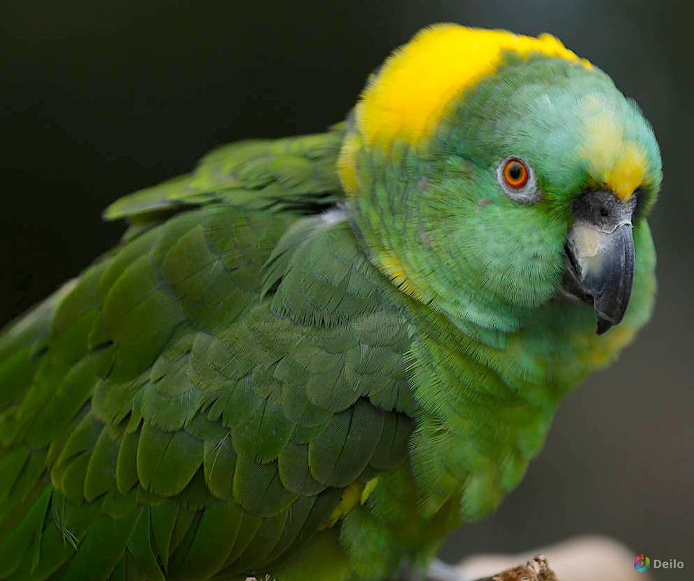 Желтошейный амазон (Amazona auropalliata) ручные птенцы