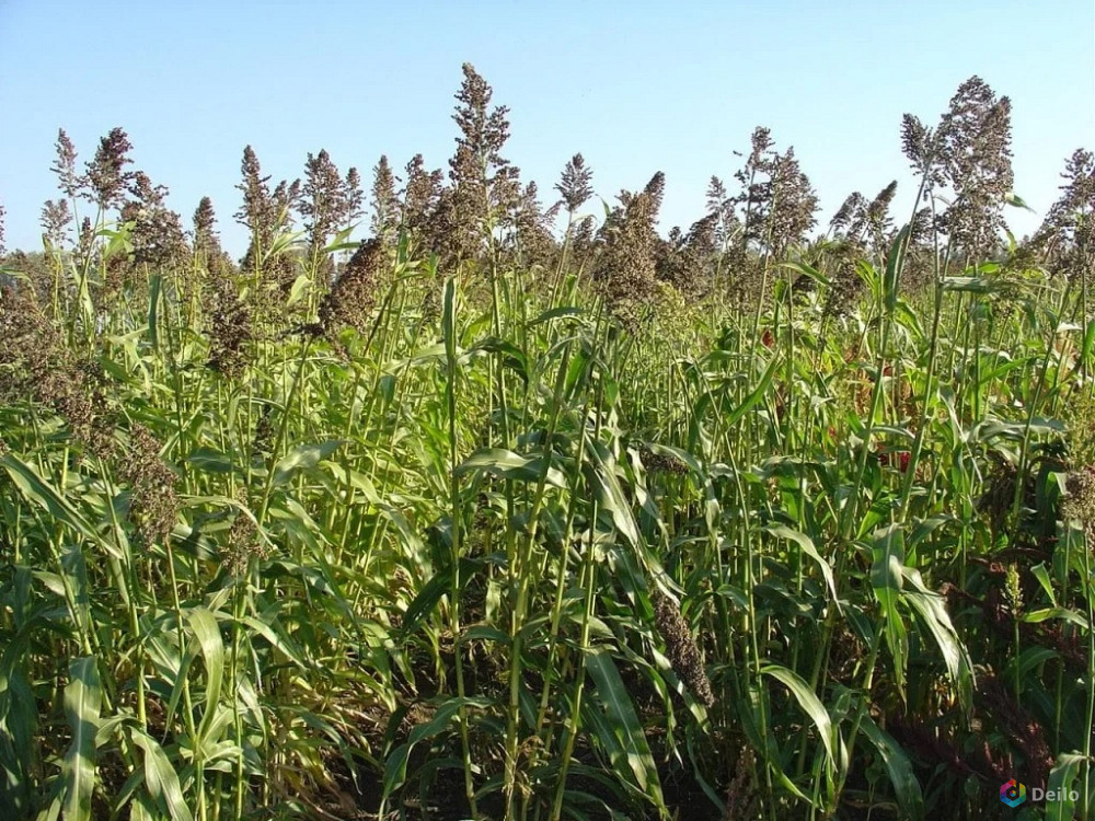 Семена суданской травы Кинельская 100