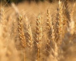 Семена озимой пшеницы среднеранний сорт Безостая-100 - фото 1