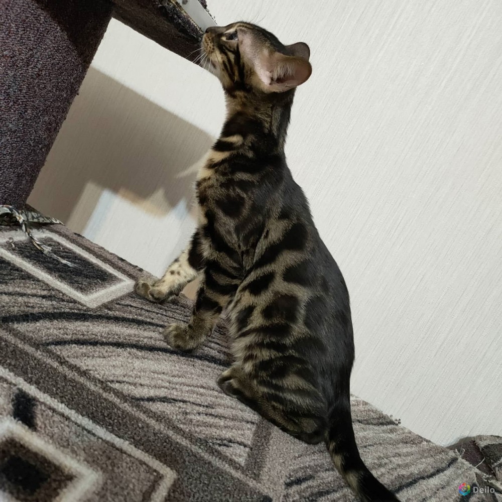 бенгальская кошка юла москва