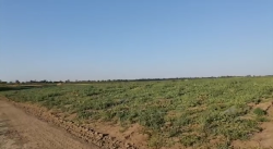 Земельный участок сельхозназначения 45 гектар