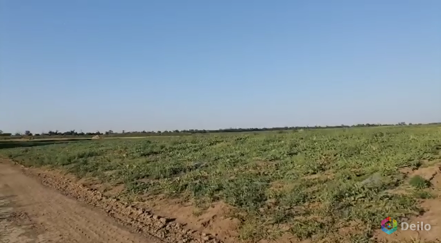 Земельный участок сельхозназначения 45 гектар