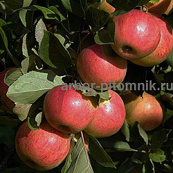 Саженцы яблони по низкой цене в Москве и Подмосковье - фото 3