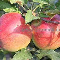 Саженцы яблони по низкой цене в Москве и Подмосковье - фото 6