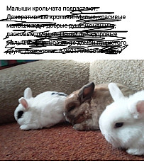 Кролики карликовые  ручные красивые - фото 3