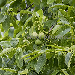 Плодовые деревья из питомника, саженцы крупномеры - фото 3