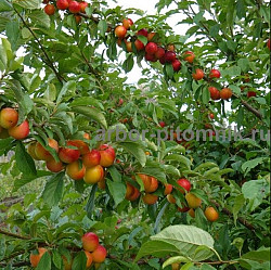 Плодовые деревья из питомника, саженцы крупномеры - фото 9