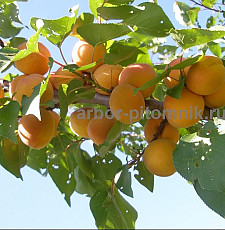 Плодовые деревья из питомника, саженцы крупномеры - фото 7