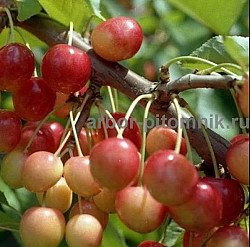 Плодовые деревья из питомника, саженцы крупномеры - фото 6