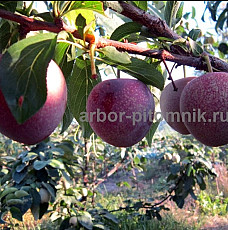 Плодовые деревья из питомника, саженцы крупномеры - фото 5