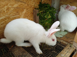 Кролики - фото 4