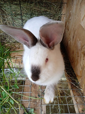 Кролики - фото 5