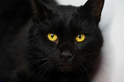 Кот Оникс красив и с золотым характером - фото 5