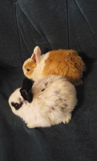 Карликовые крольчата домашние ручные - фото 4