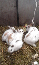 Карликовые крольчата домашние ручные - фото 5