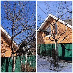 Спил/ обрезка/ вырубка деревьев Расчистка участка Серпухов - фото 8