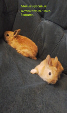 Ручные крольчата - фото 5