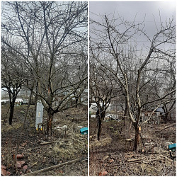 Спил/ обрезка/ вырубка деревьев Расчистка участка Жуков - фото 9
