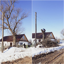Спил/ обрезка/ вырубка деревьев Расчистка участка Жуков - фото 3