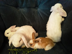 Карликовые кролики. вислоухие. красивые - фото 4