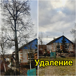 Спил/ обрезка/ вырубка опасных деревьев Чехов - фото 3