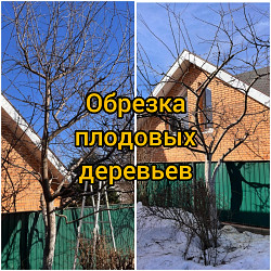 Спил/ обрезка/ вырубка опасных деревьев Чехов - фото 5