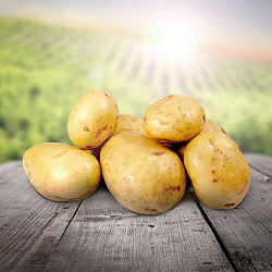Продажа картофеля мелким и крупным оптом в Алтайском крае и