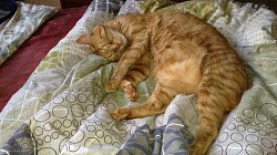 Классный кот метис бобтейла ищет дом - фото 4