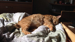 Классный кот метис бобтейла ищет дом - фото 3