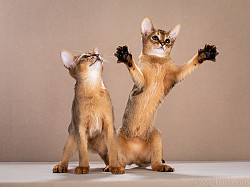 Абиссинские клубные котята раннее бронирование - фото 3