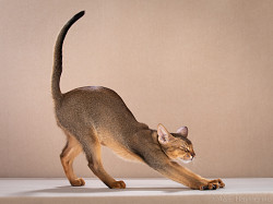 Абиссинские клубные котята раннее бронирование - фото 4