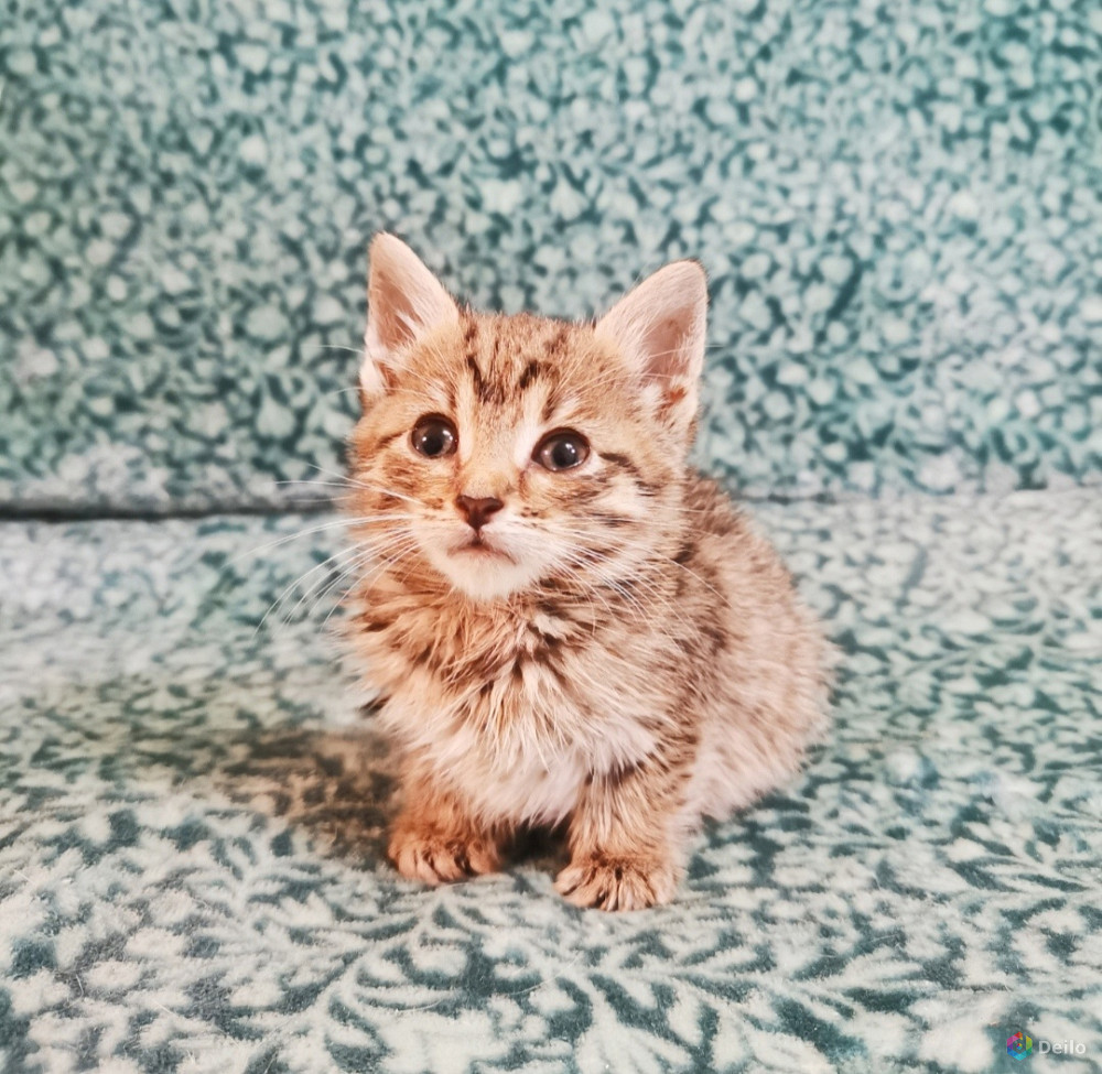 Котята тигрята в добрые руки в Москве