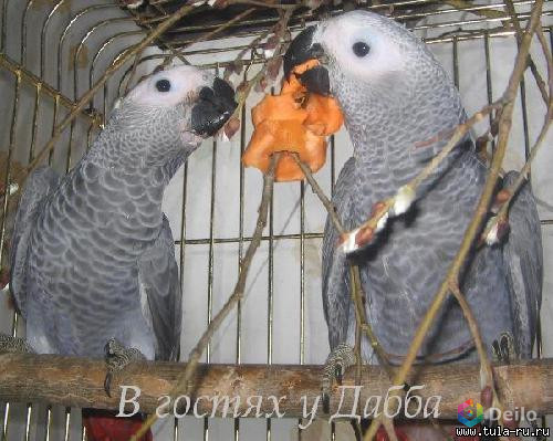 Жако и Амазоны птенцы выкормыши говорящие от заводчика