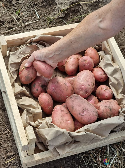 11 сортов отборного картофеля в Барнауле от поставщика в Барнауле