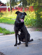 Метис стаффа очень классная собака - фото 4