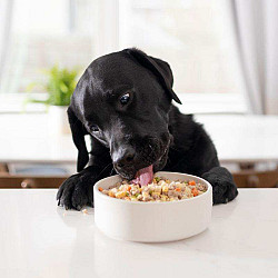 Наборы еды для собак, подобранные по рекомендации диетолога - фото 3