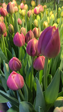 Тюльпаны Оптом к 14 февраля и 8 марта