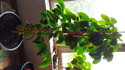 Кофе арабика растение комнатное - фото 1