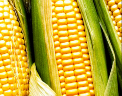 Семена гибридов кукурузы Лимагрен купить ЛГ 31272 ФАО 270