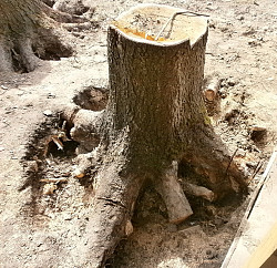 Убрать дерево с участка (вырубка) и выкорчевывание дробление - фото 3
