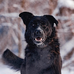 Классный пес Палкан ищет дом - фото 3