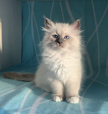 Невские маскарадные сибирские котята - фото 3